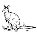 Wallaby Icon